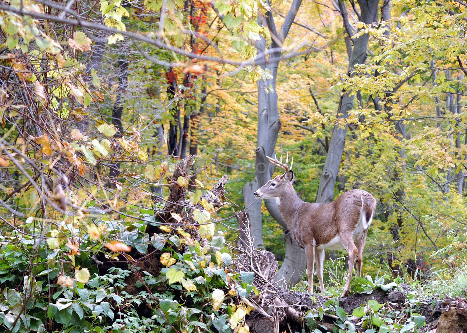 A whitetail deer standing on a mound in a woods in the rutting season,