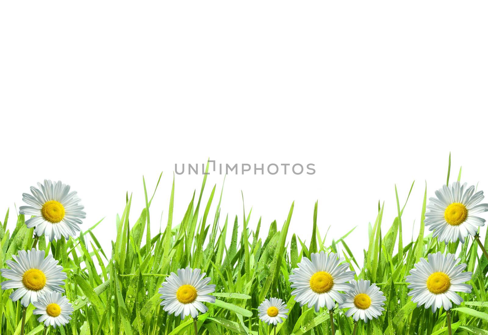 Grass with white daisies against a white background