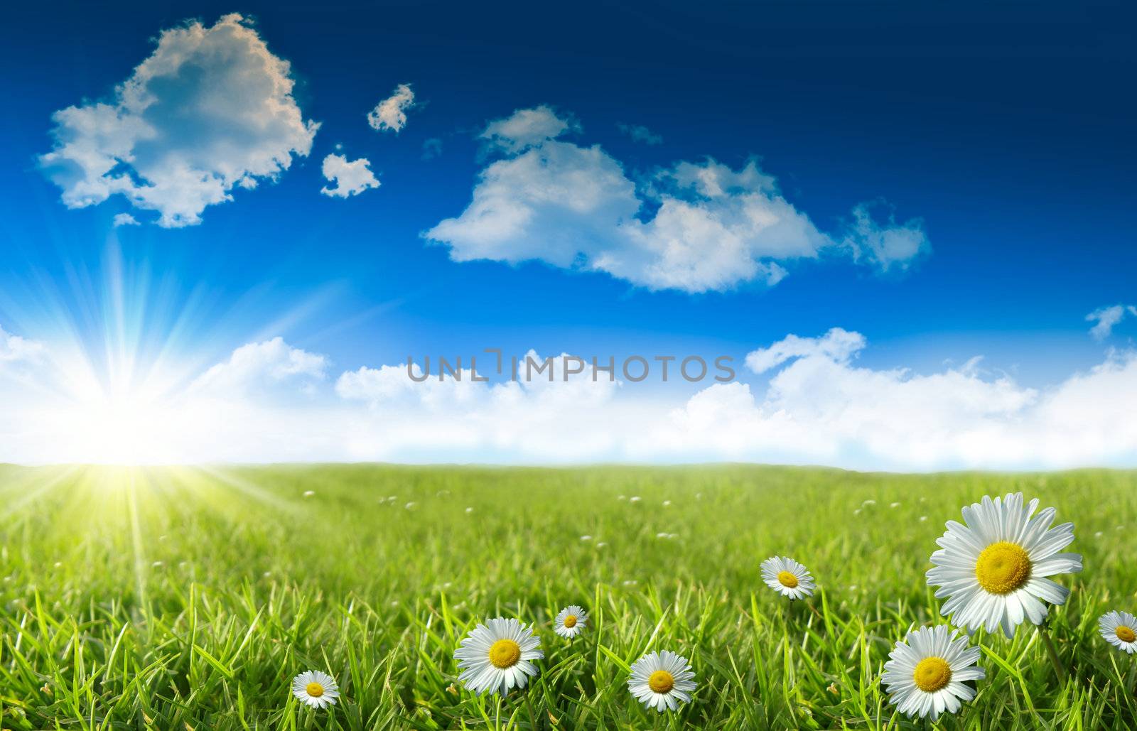Wild daisies in the grass with summer blue sky