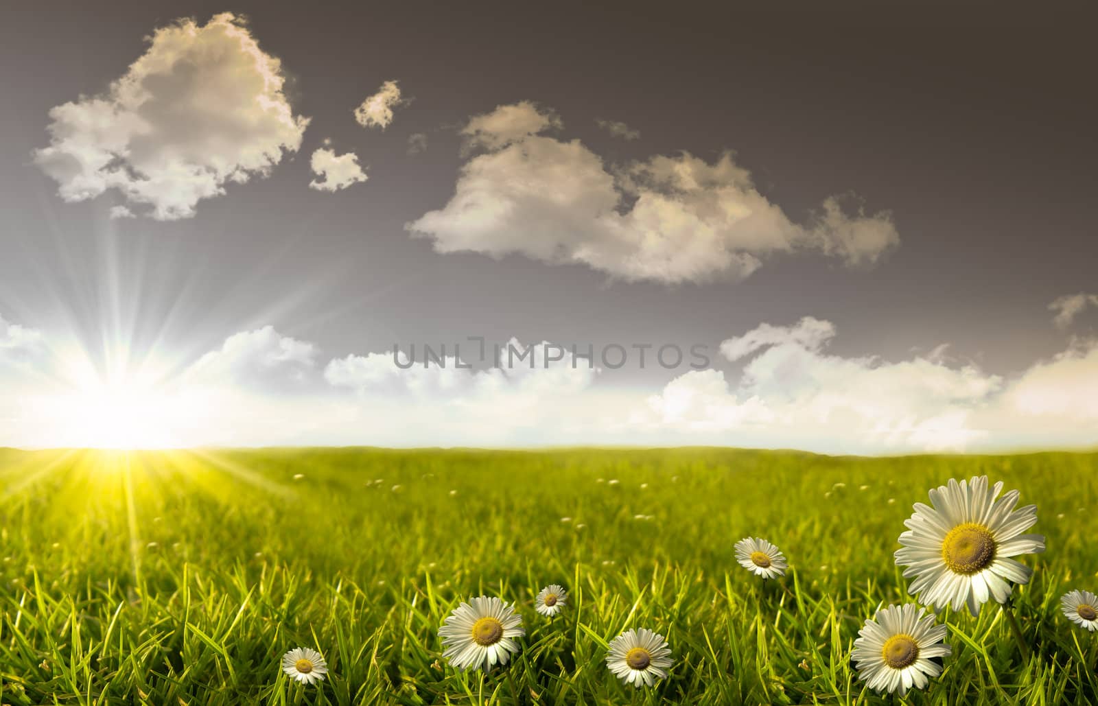 Wild daisies in the grass with summer blue sky