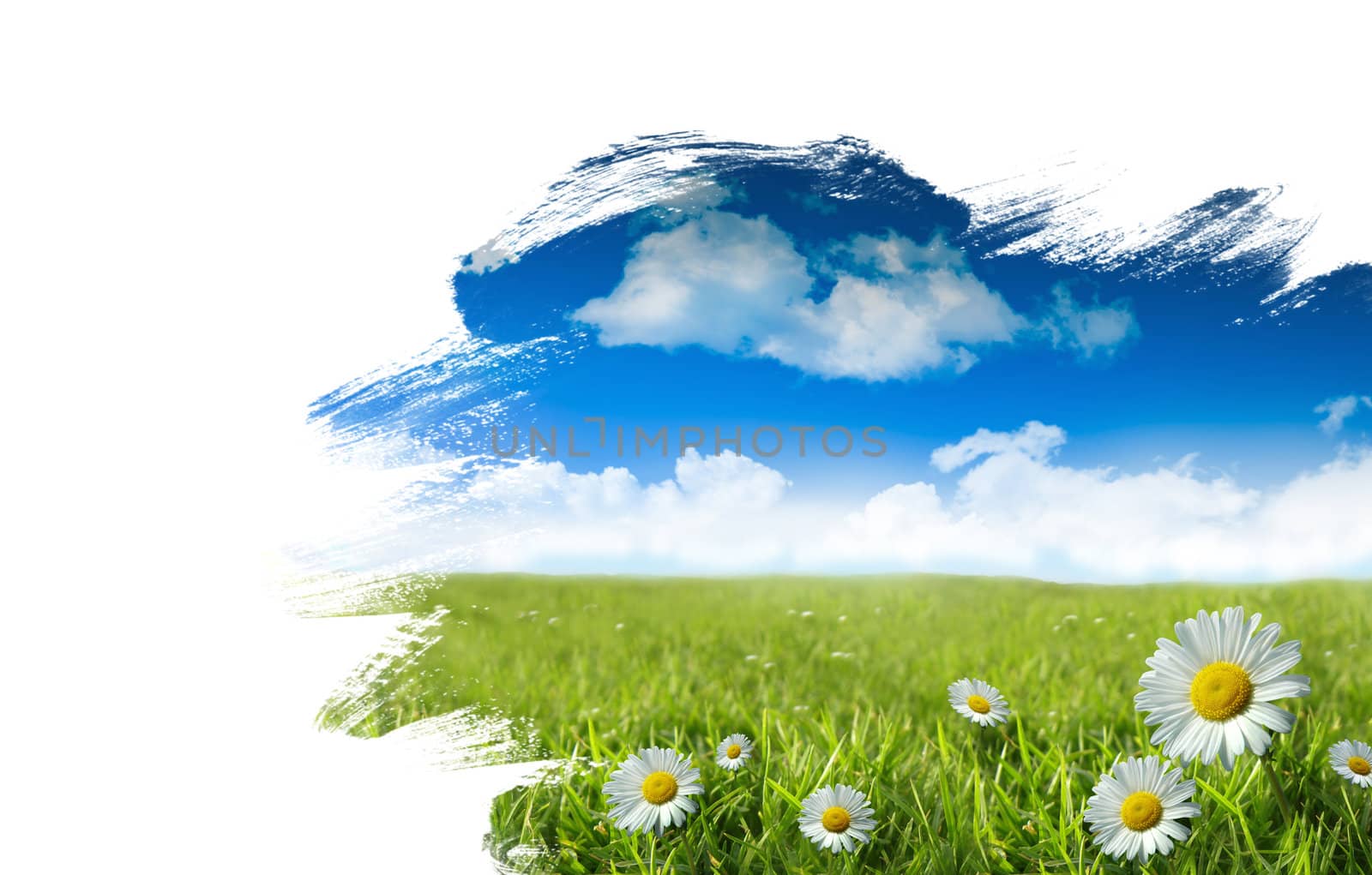 Wild daisies in the grass with summer blue sky