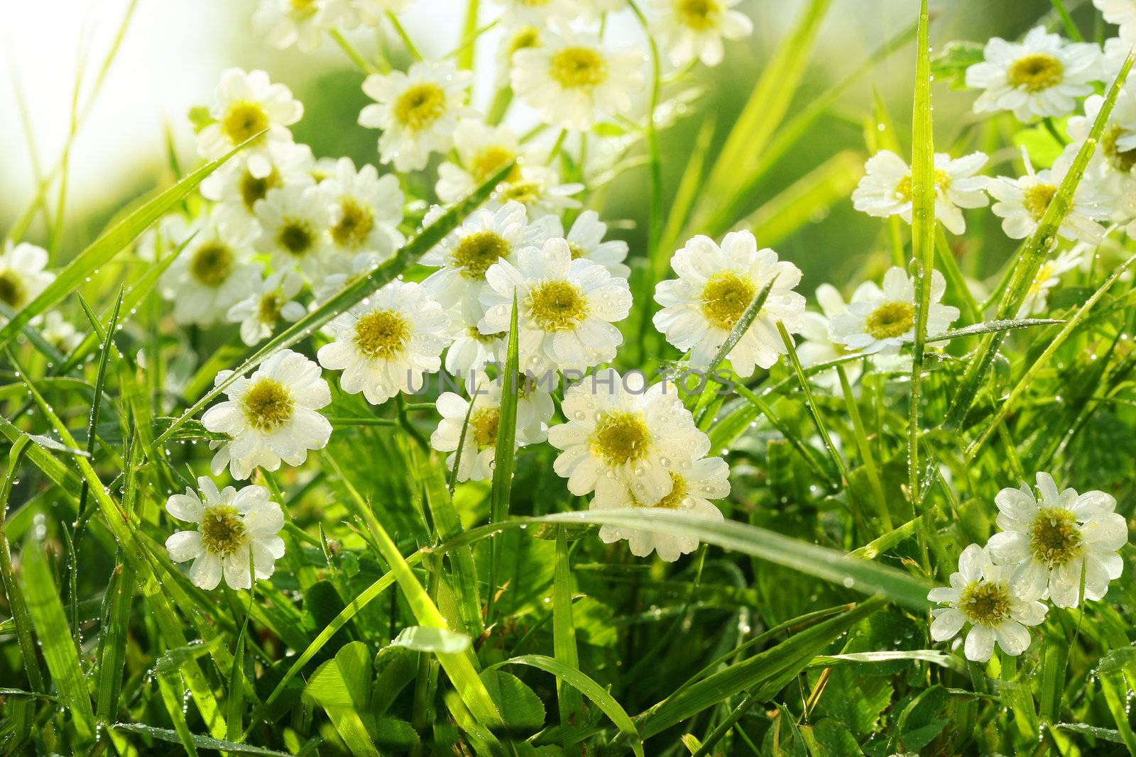 Closeup of daisies in field with hot summer sun