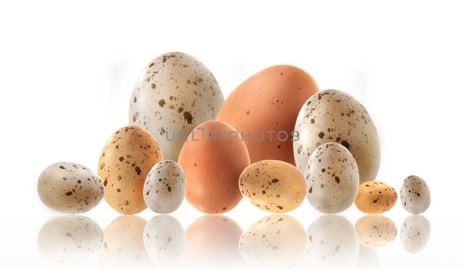 Different size eggs with reflection on white background