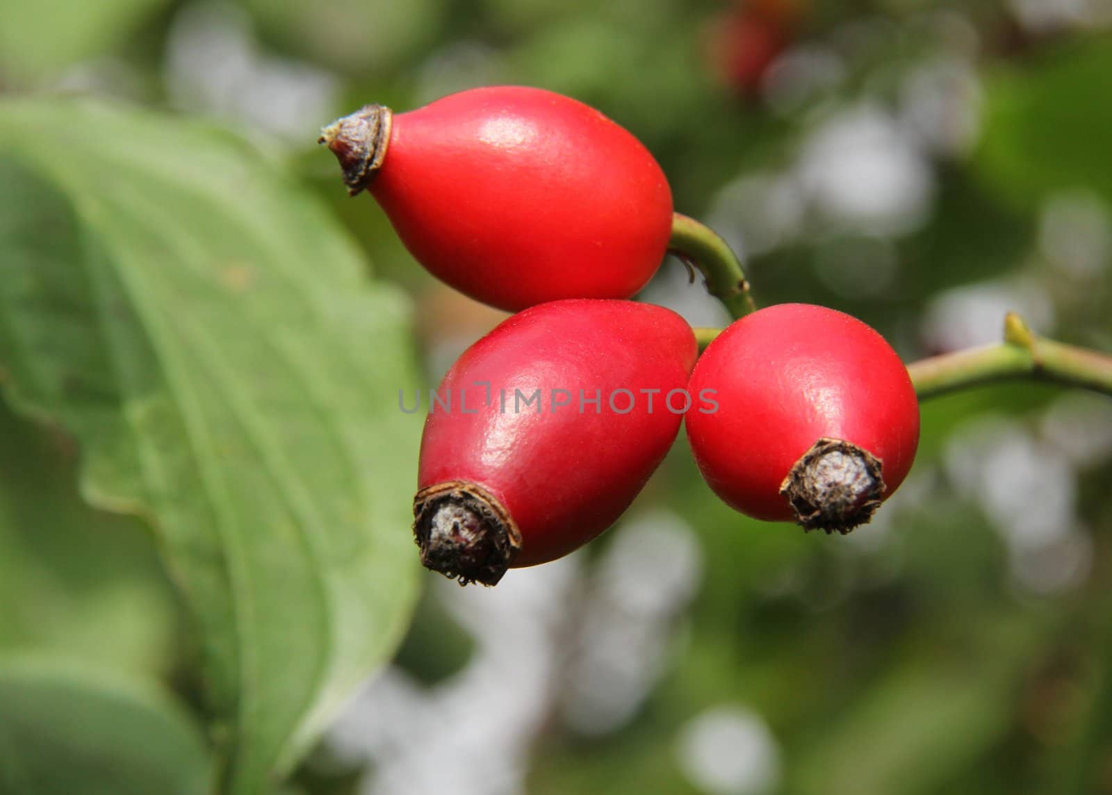 Rose hips from the bushes.