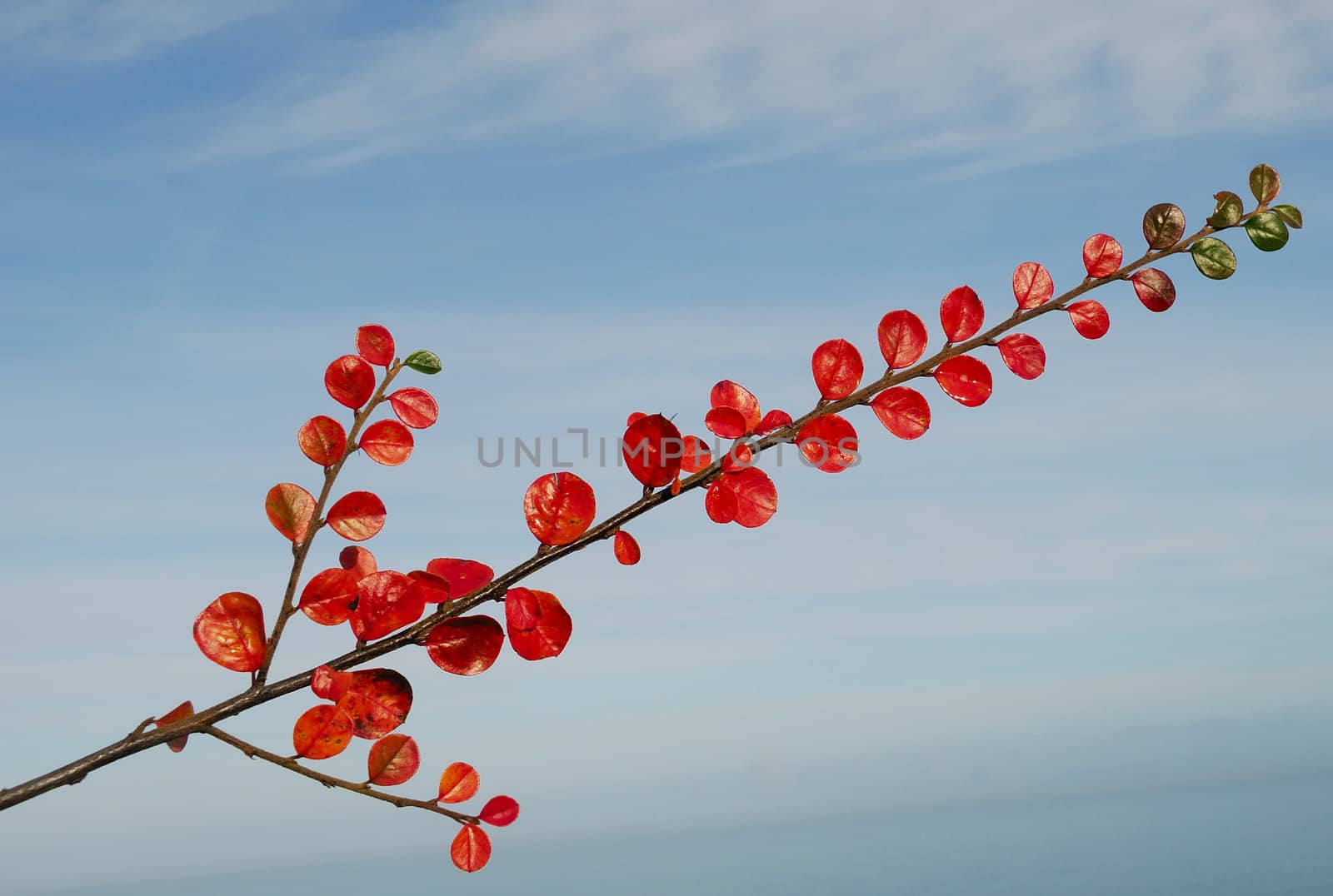  Branch with green and red leaves