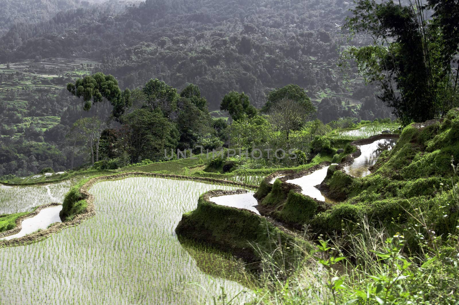 Green rice terrace by rigamondis