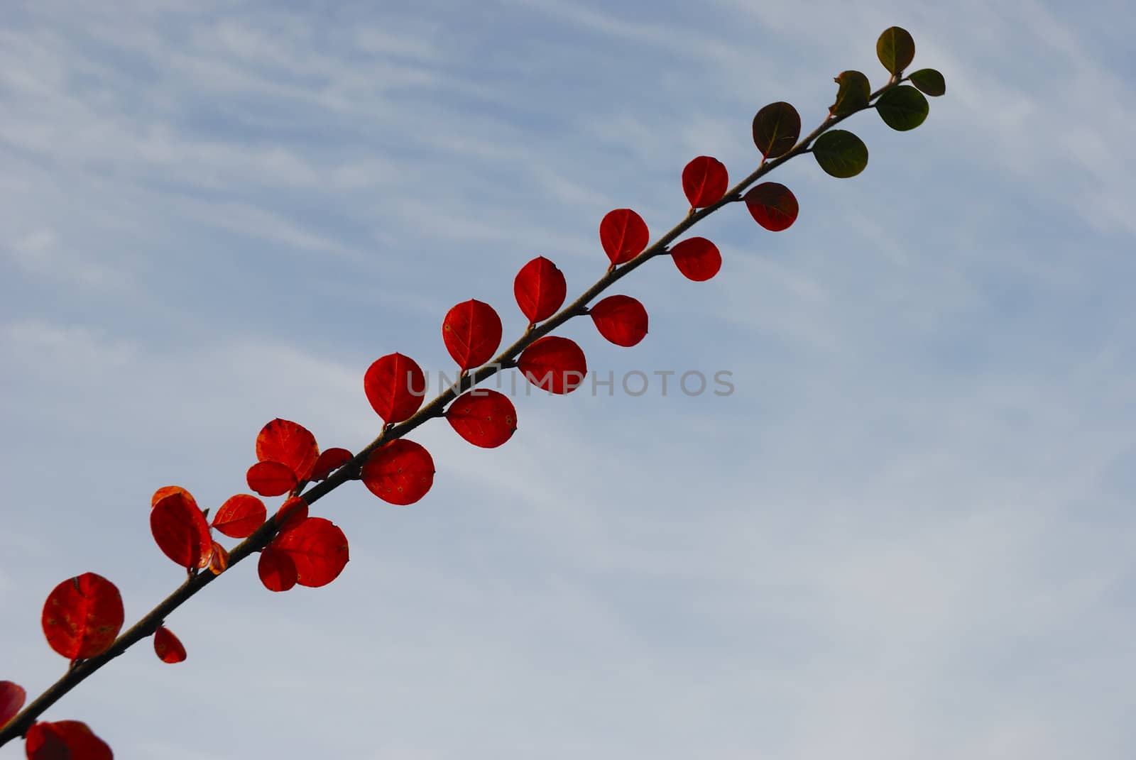  Branch with green and red leaves