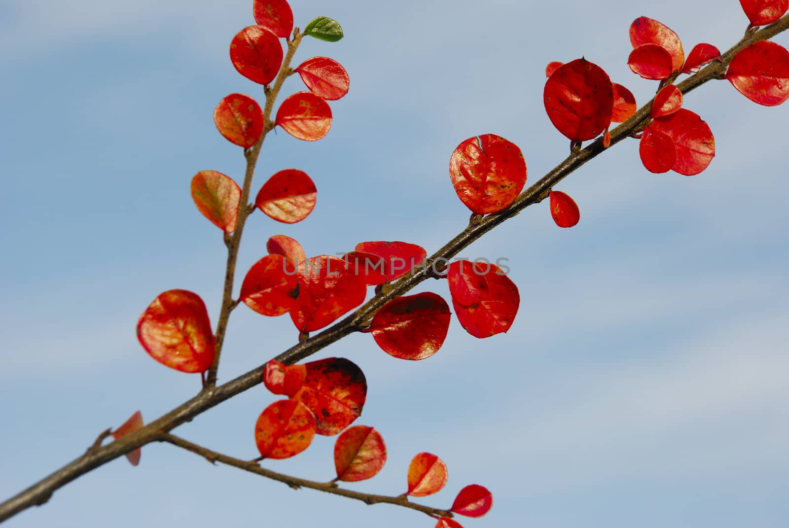  Branch with green and red leaves