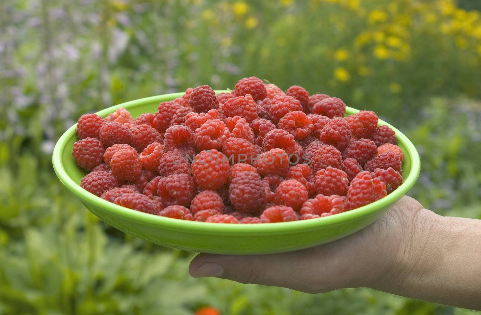 picking ripe raspberries in the home garden