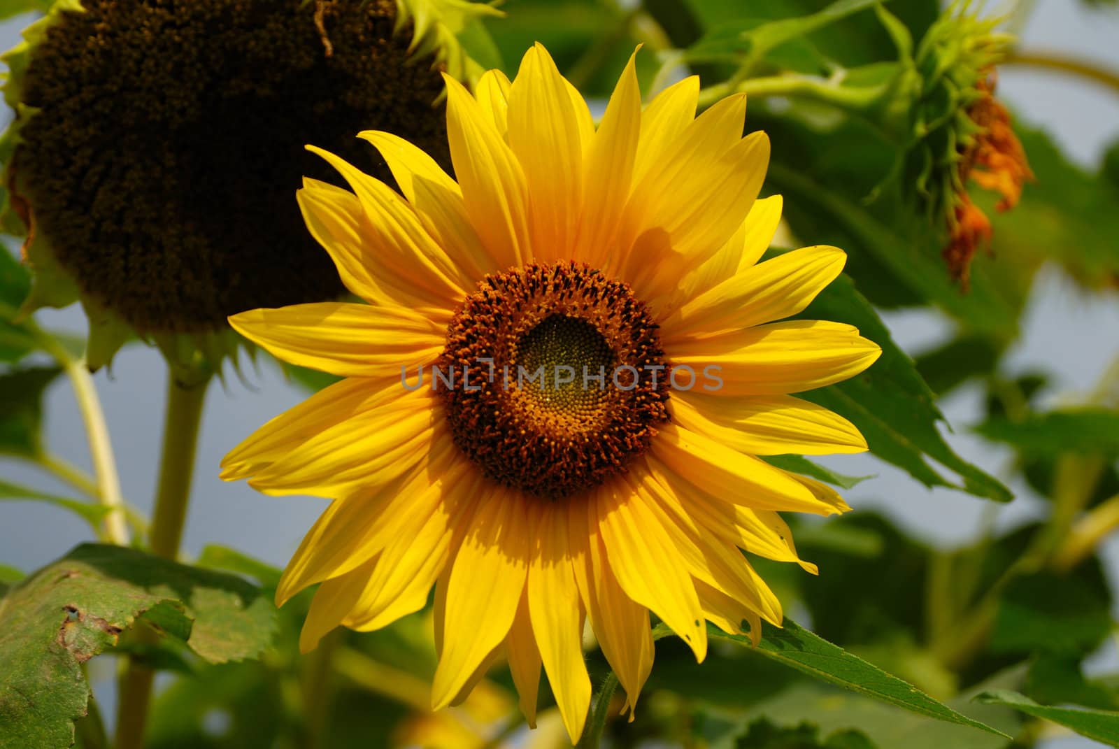 Sunflower by zagart36
