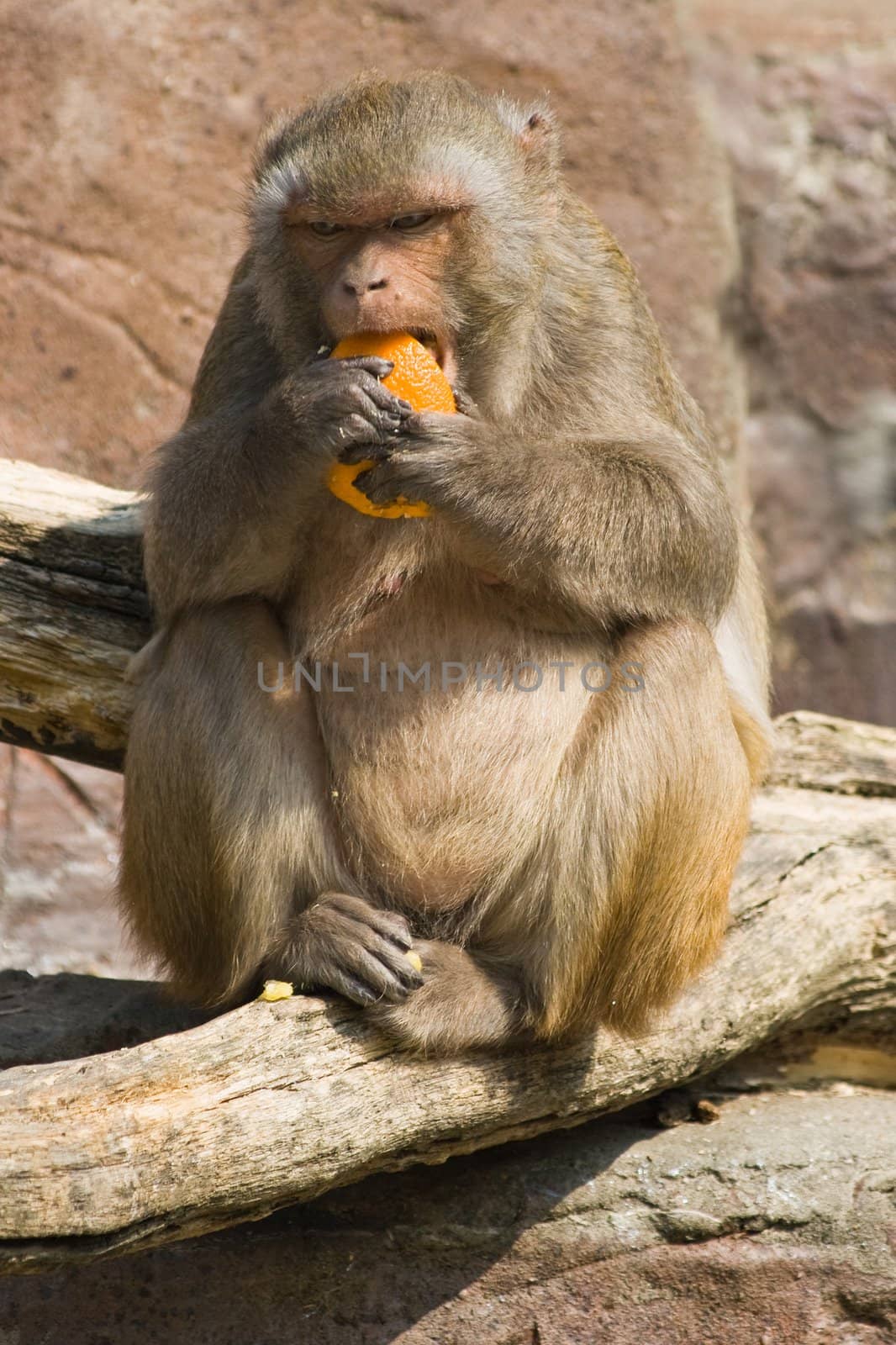 Rhesus monkey eating orange in the sun