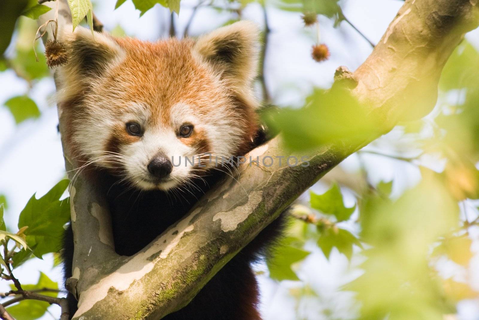 Red panda climbing in a tree and looking curious