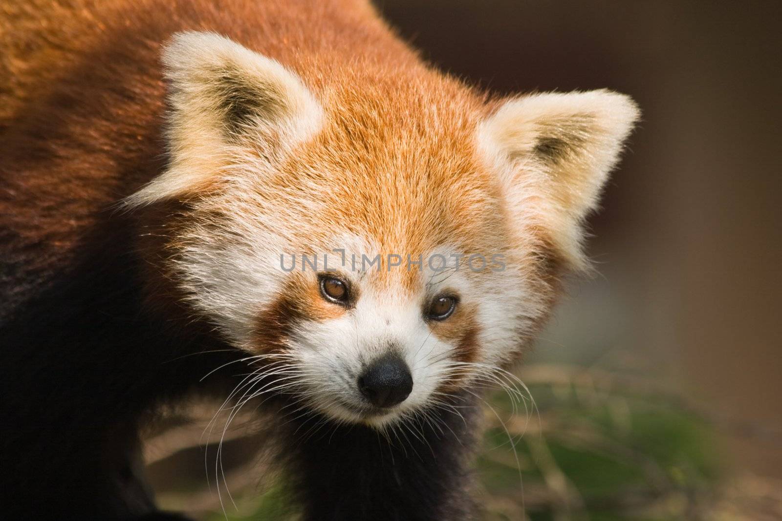 Portrait of red panda climbing in a tree