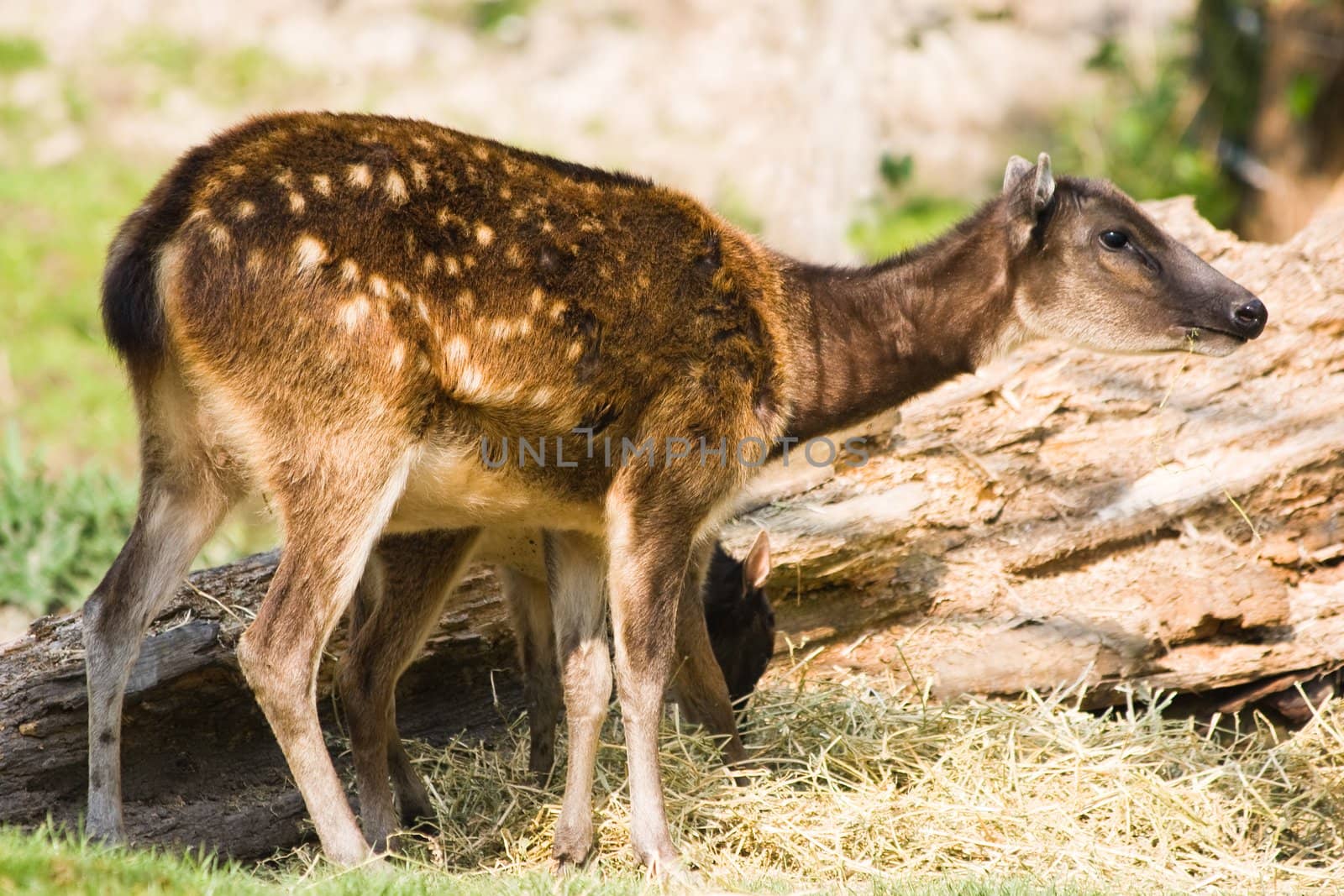 Philippine spotted deer-female with kid eating