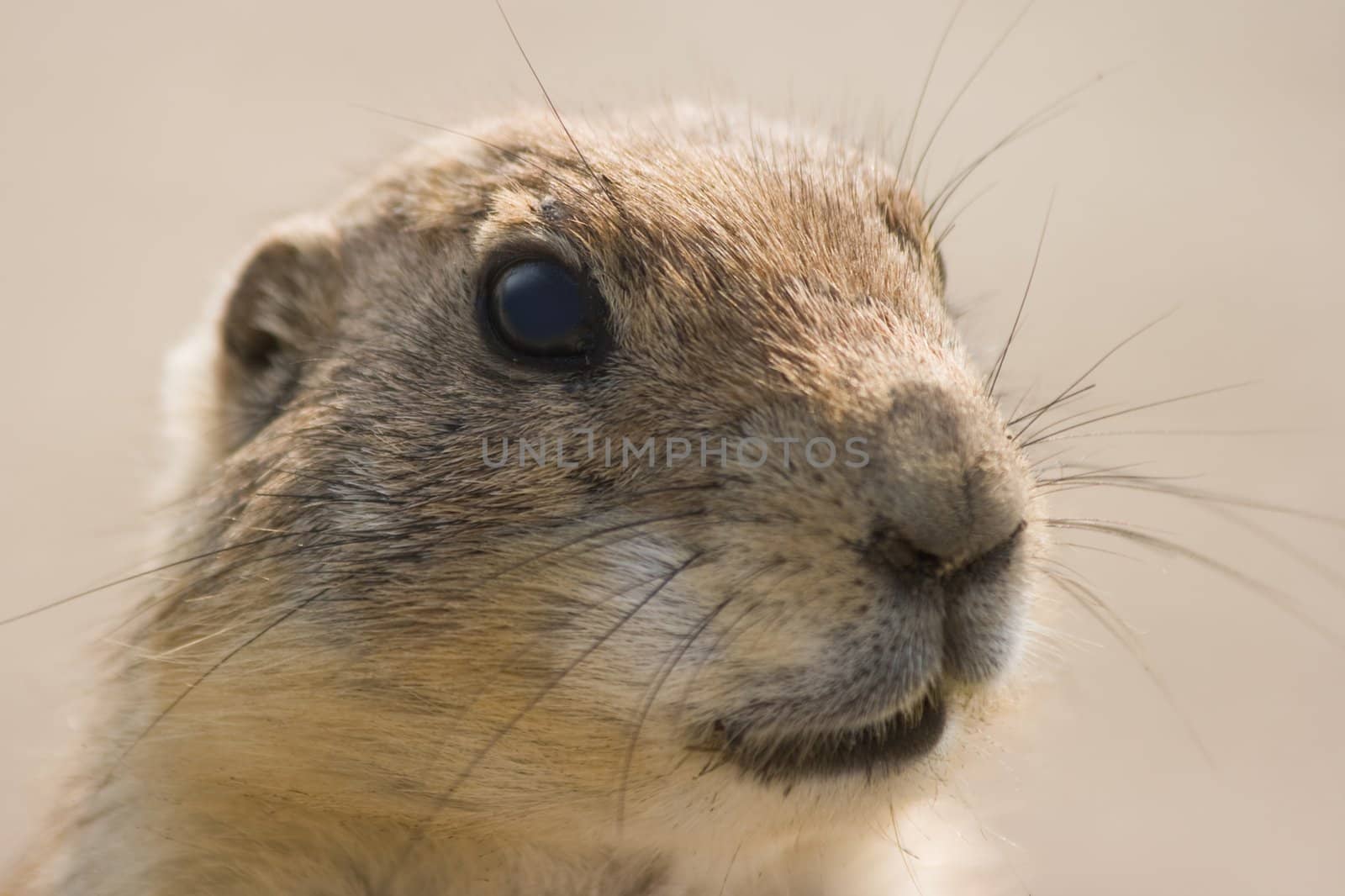 Portrait of Prairie dog in the morning sun