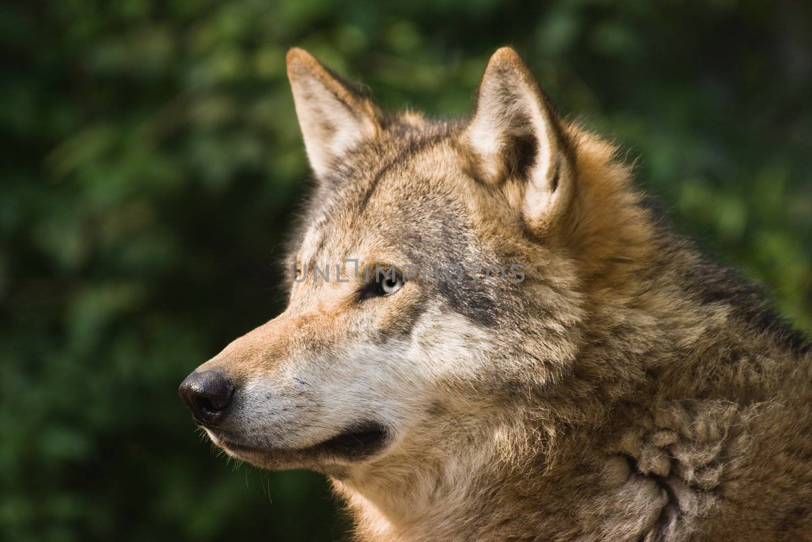 European grey wolf in the morning sun