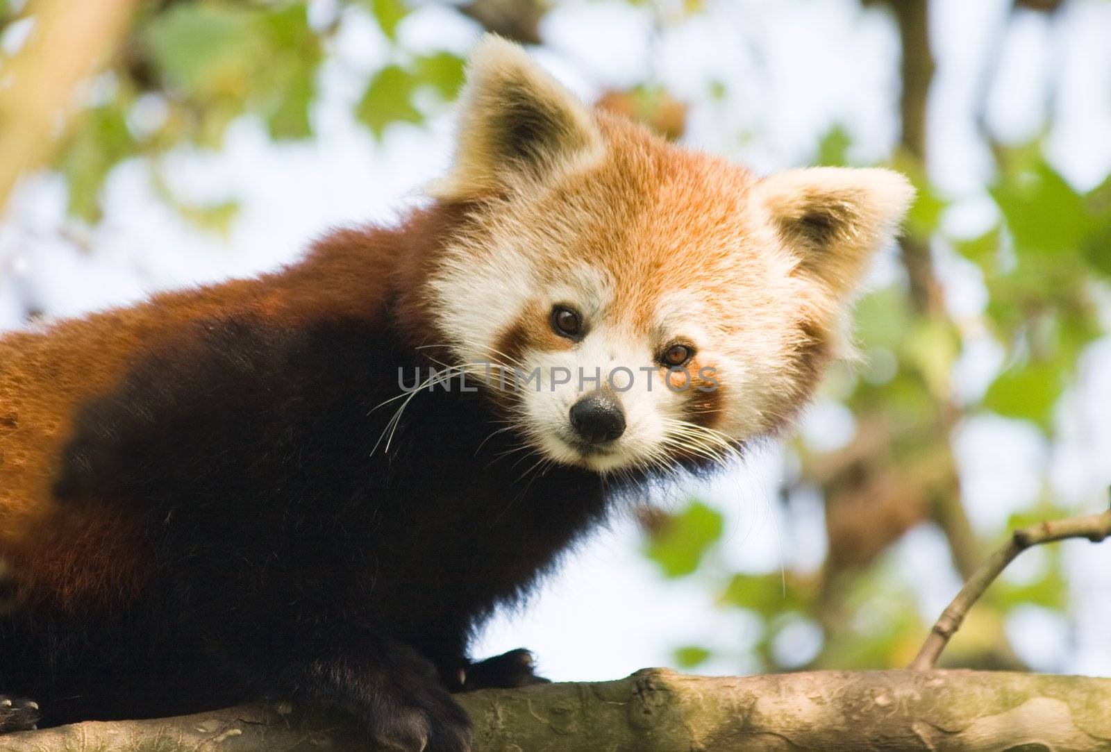 Red panda  by Colette