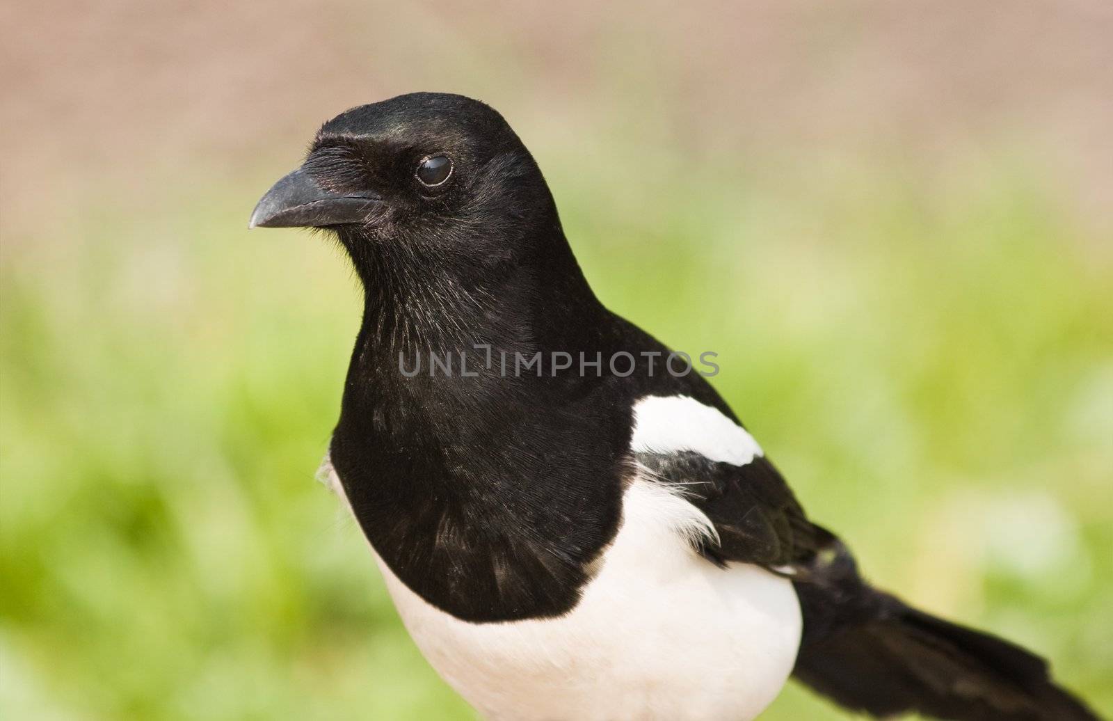 Portrait of European Magpie or Common Magpie