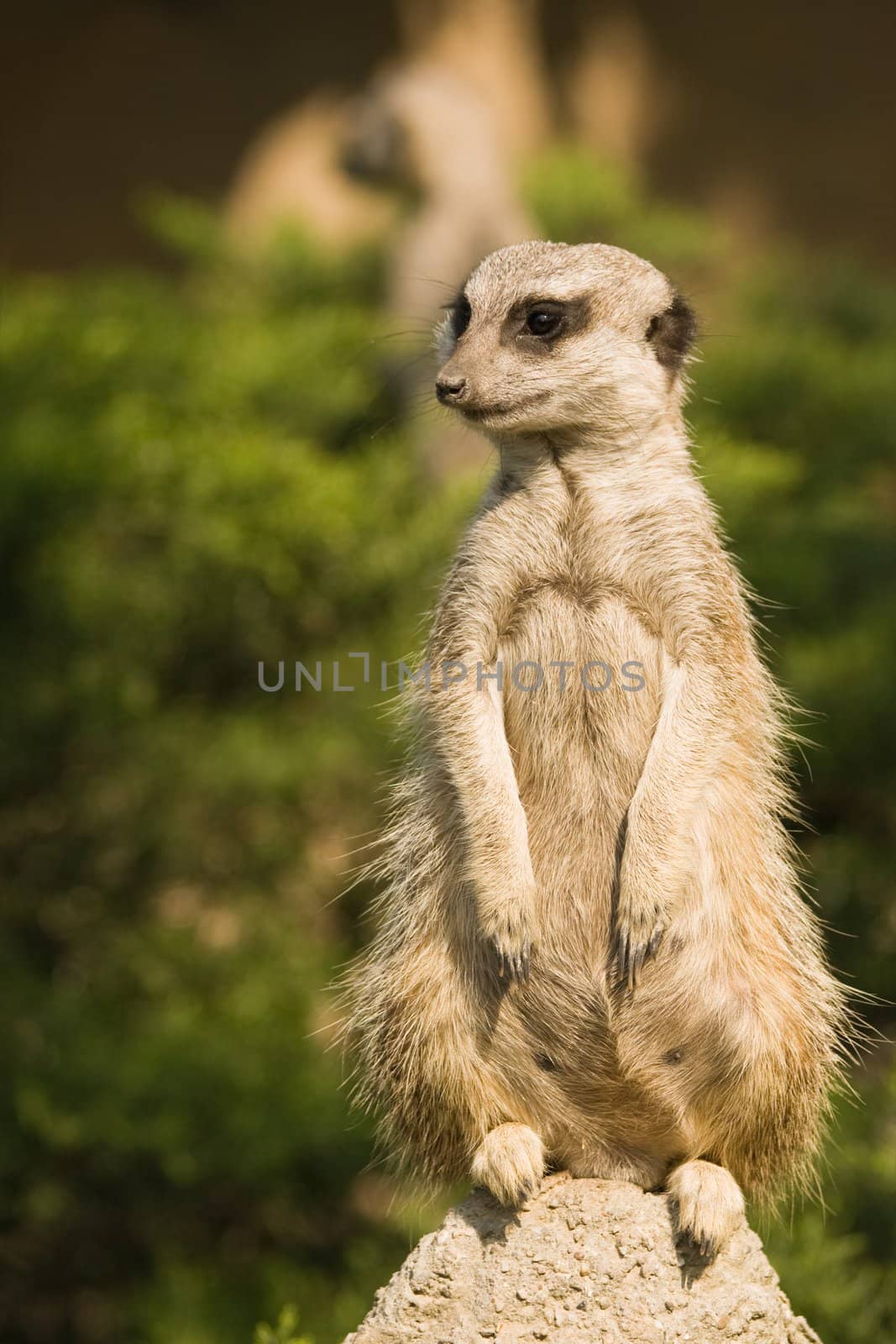 Meerkat or mongoose - female by Colette