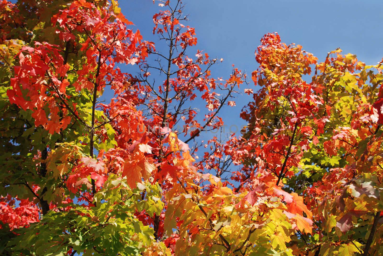 Colorful shot of leafs on tree under blue sky in autumn