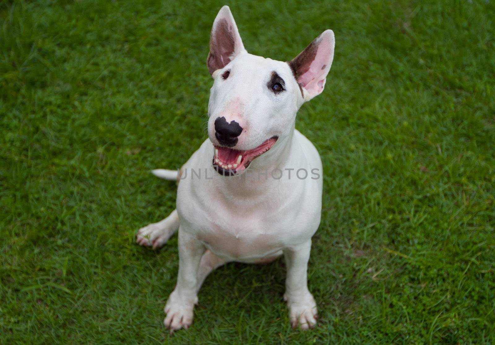 Miniature bull terrier dog