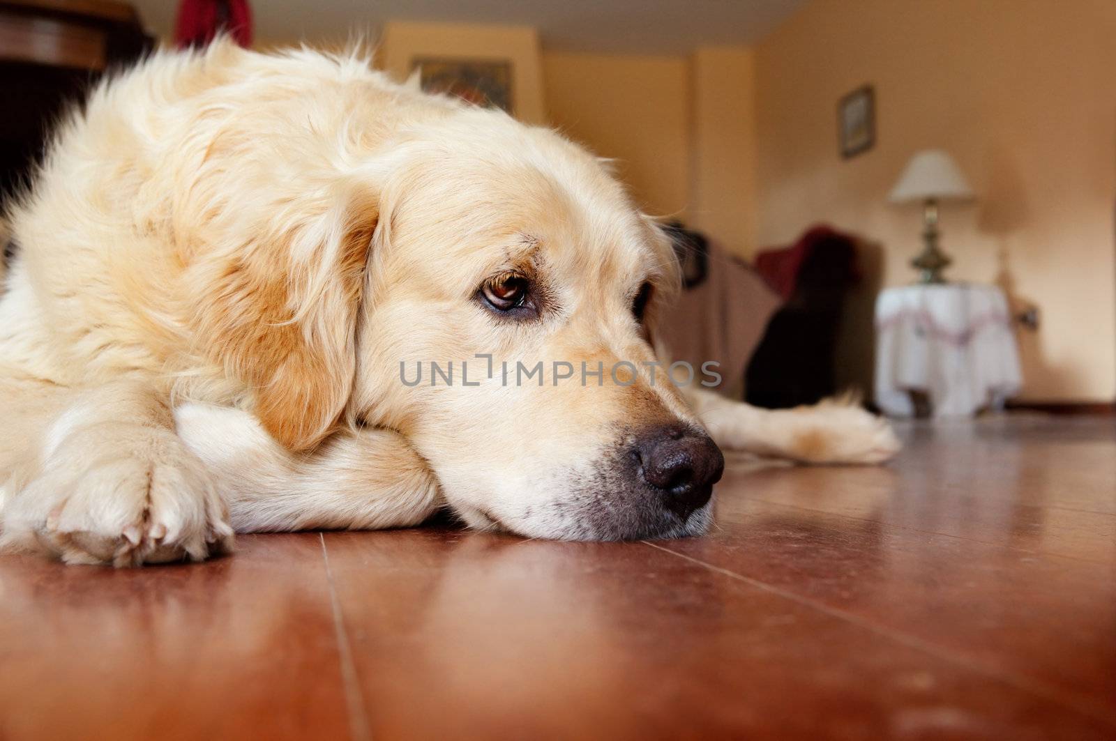 Close up image of Meditating sympathetic portrait of dog