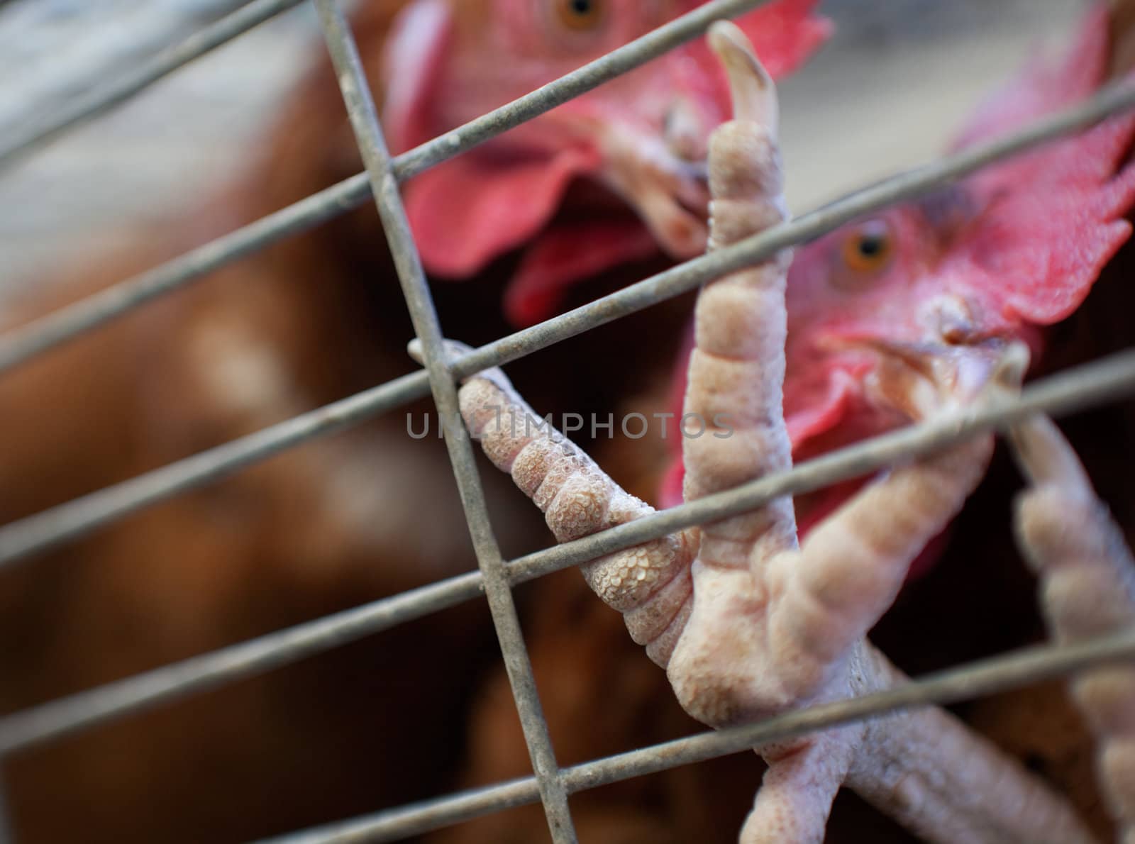 Close up image of  chickens in a cage