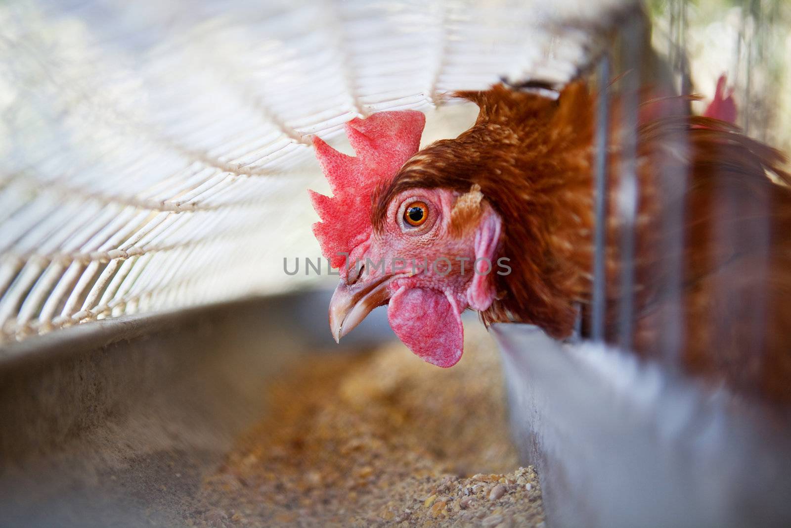 Close up image of a Head of a chicken in a cage