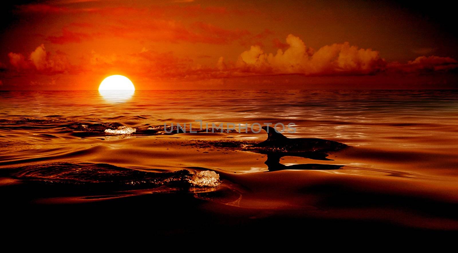 Dolphin in the ocean by jpcasais