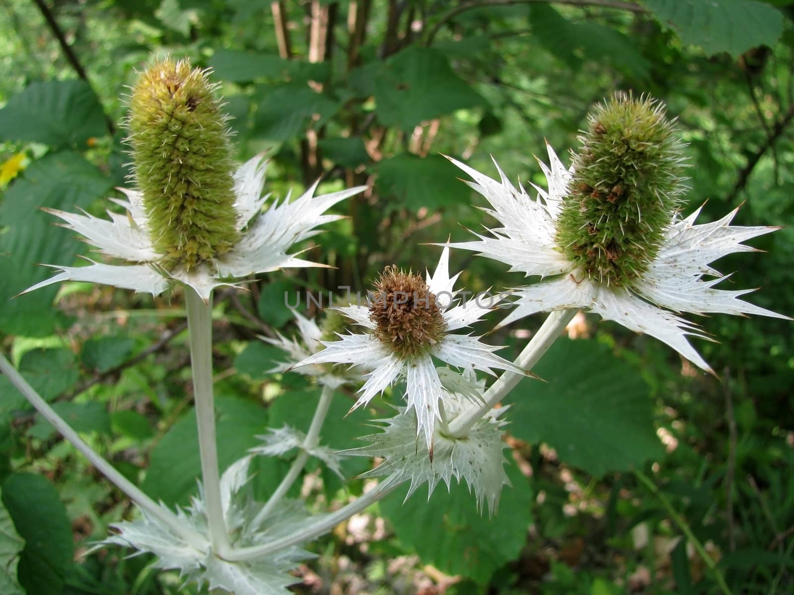 Flower; a plant; spring; flowering; a wood; macroshooting; flora; leaves; vegetation; beauty; a background