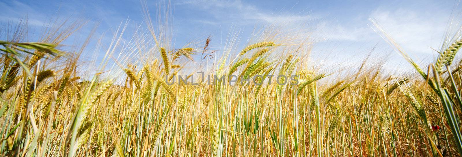 Frontal image of wheat field