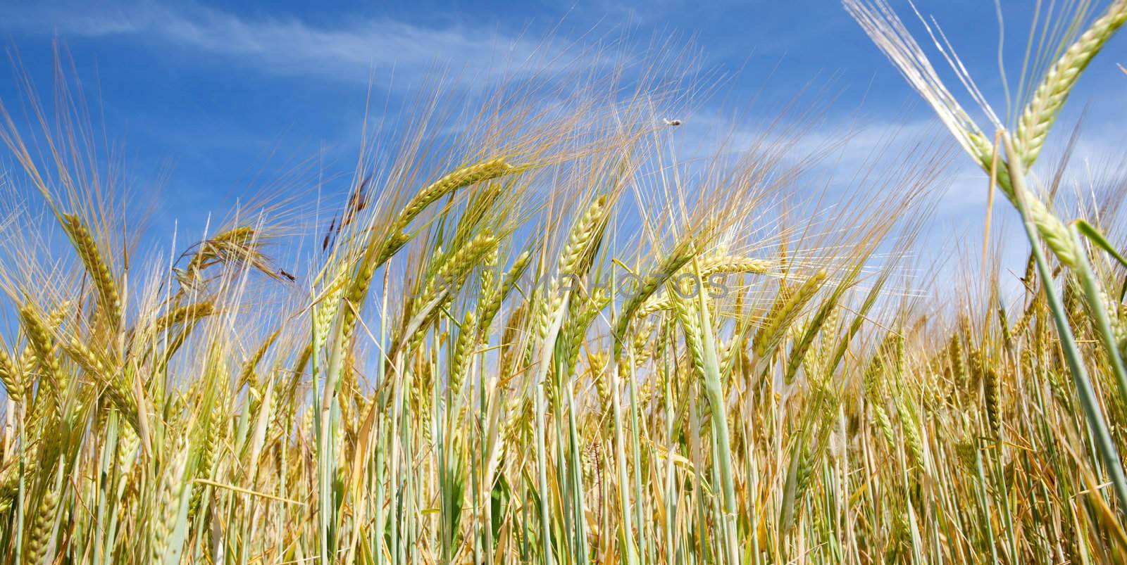 Frontal image of wheat field