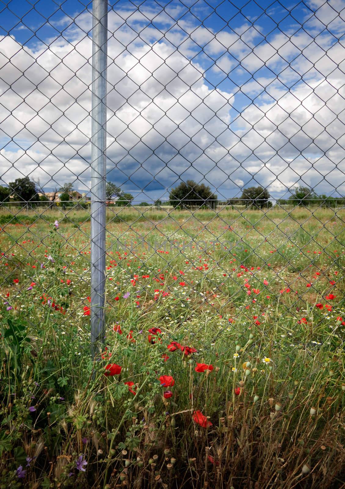 Fence and flowers by carloscastilla