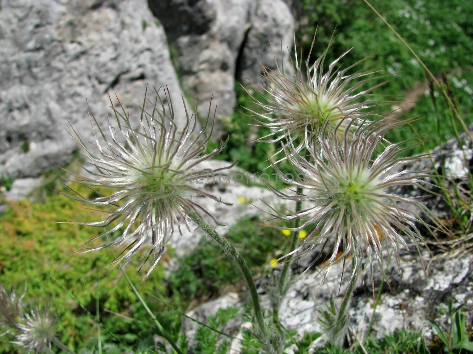 Flower; a plant; spring; flowering; a wood; macroshooting; flora; leaves; vegetation; beauty; a background