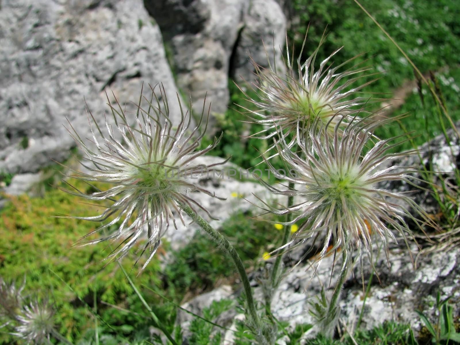 Flower; a plant; spring; flowering; a wood; macroshooting; flora; leaves; vegetation; beauty; a background