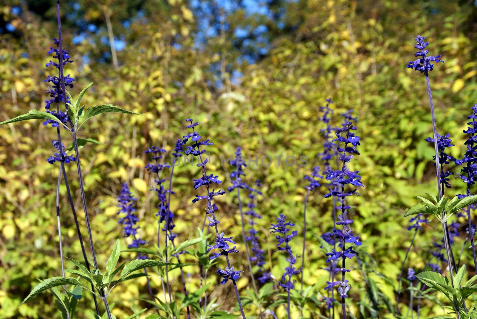 Purple Salvia viridis flowers (Annual Clary Sage) in the garden, a bit of blue sky in the background.