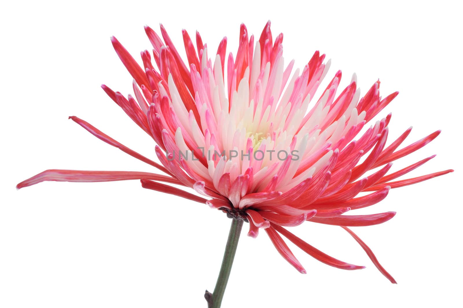 Variegated dahlia on white background