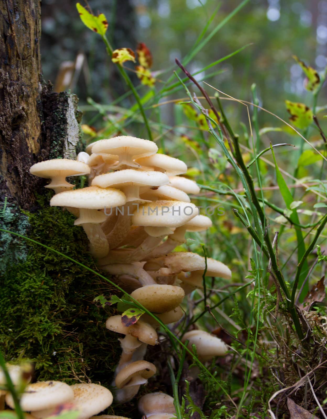 agaric honey fungus near stump in forest