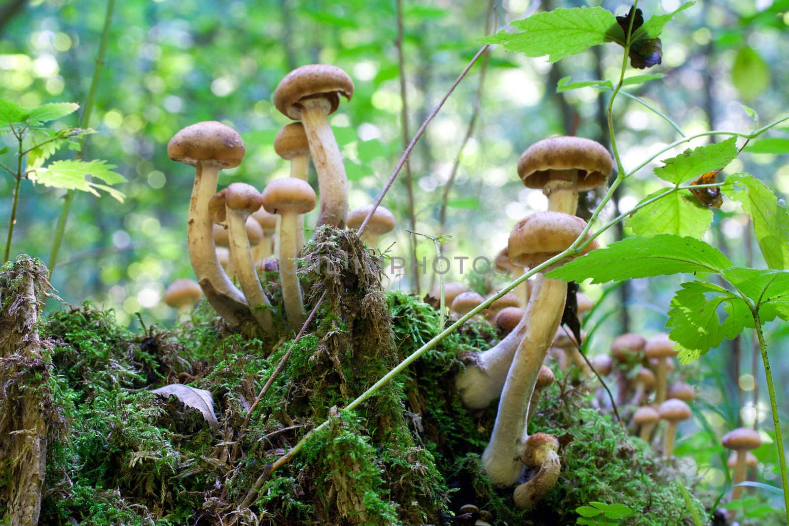 agaric honey fungus on stump in forest