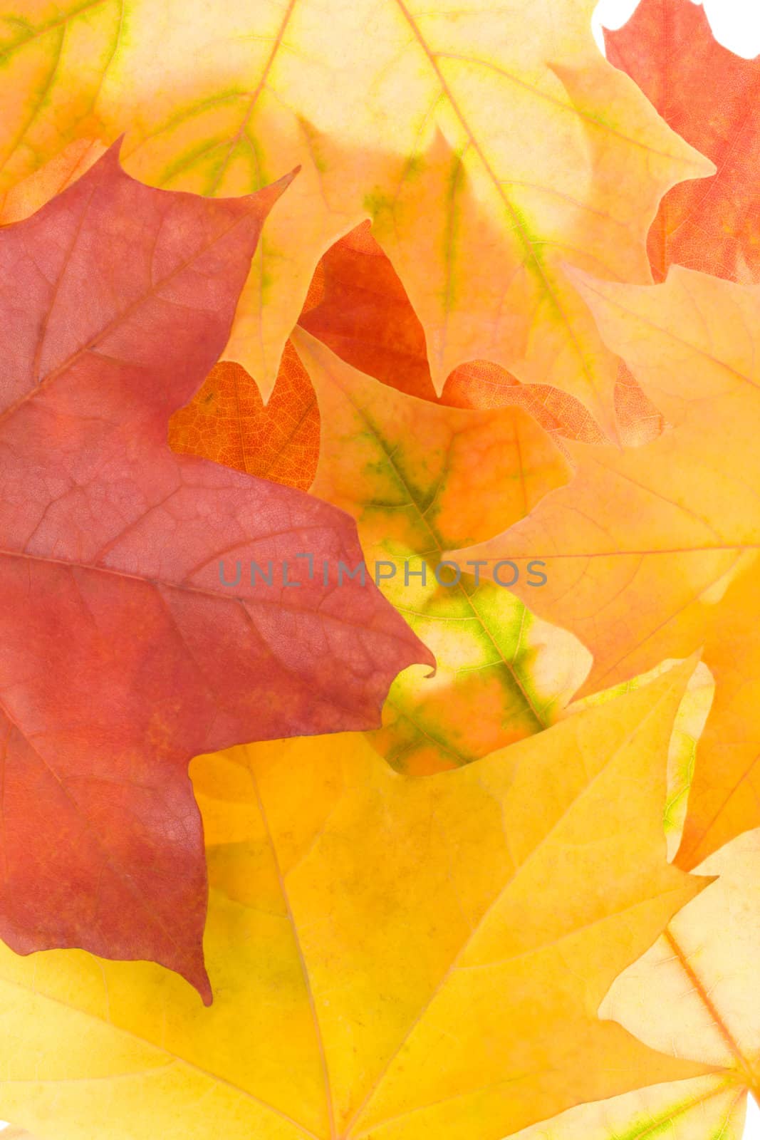 close-up autumn maple leaves background