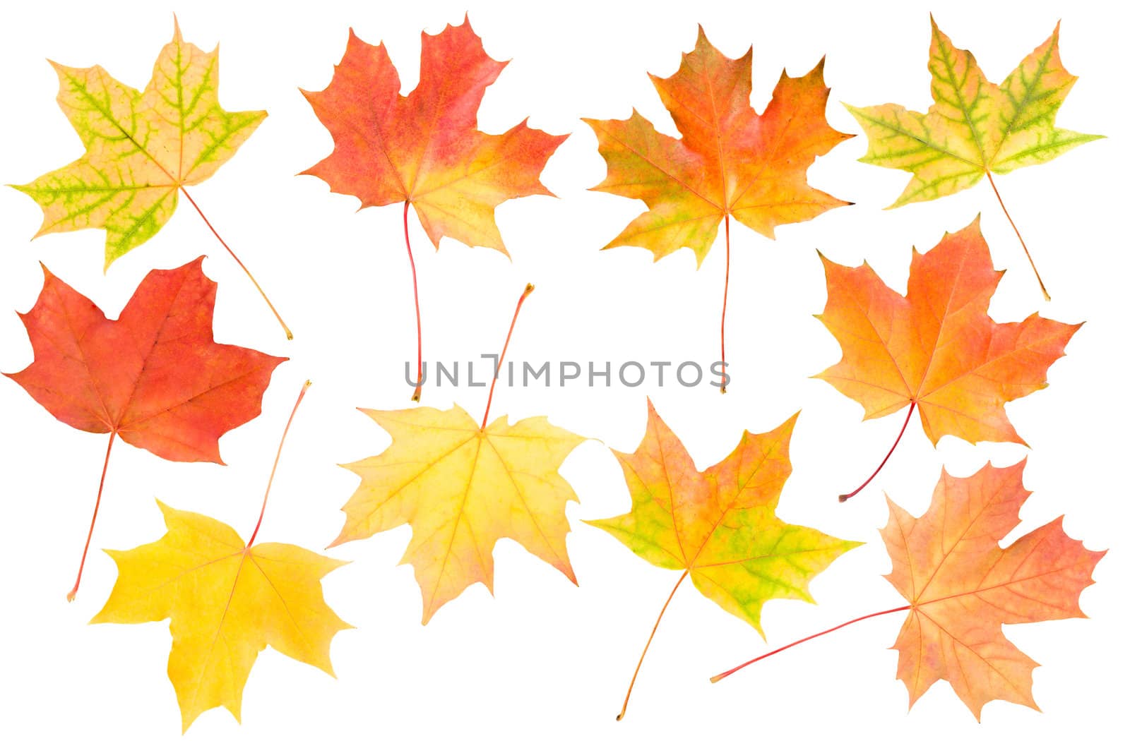 autumn maple leaves set, isolated on white