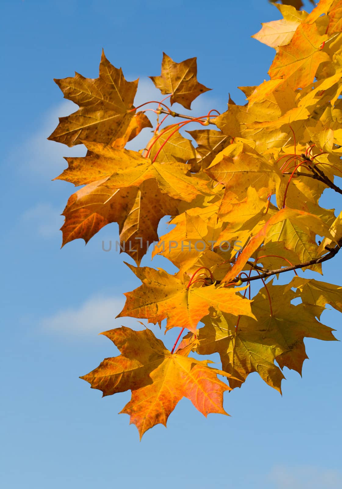 autumn maple leaves against a blue sky