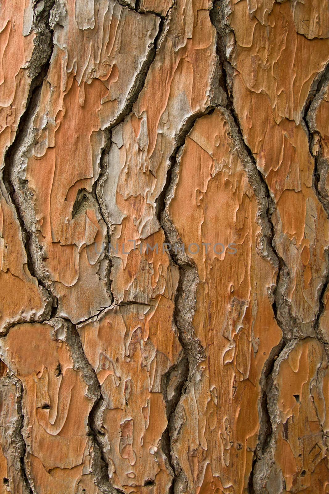 bark texture