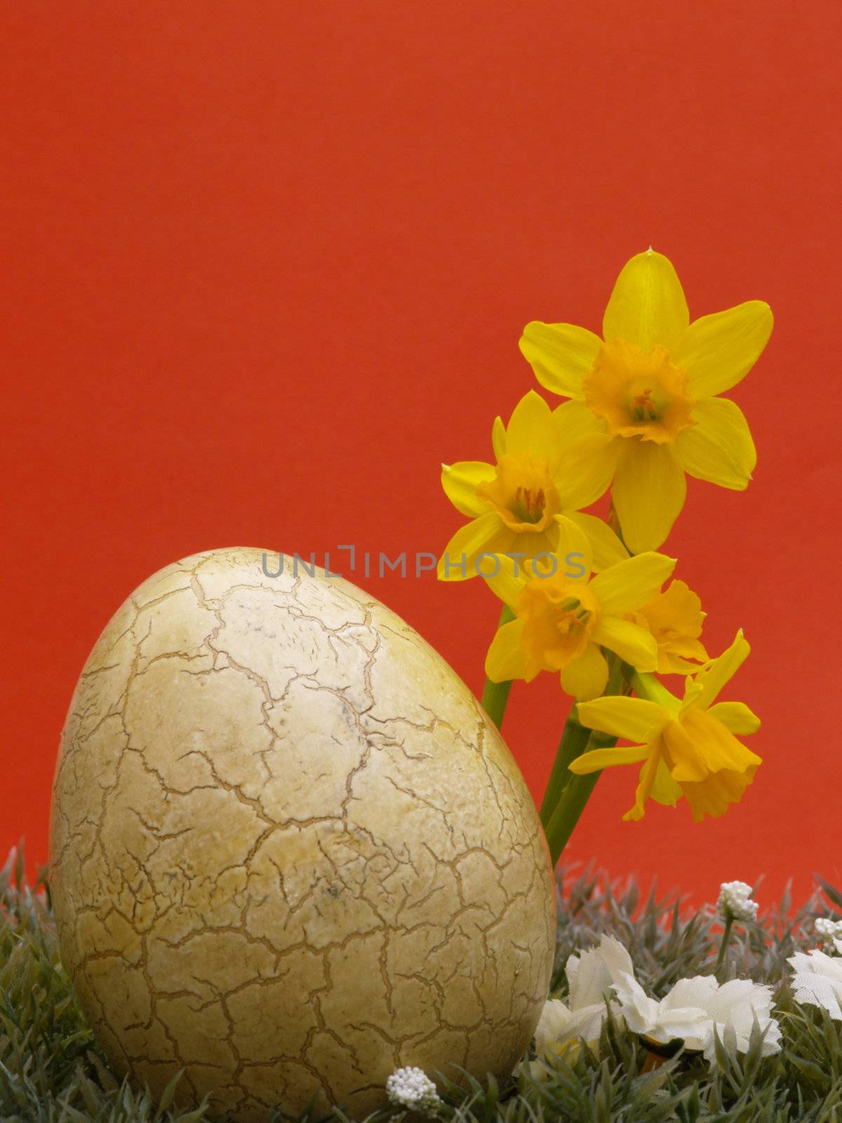 easter egg with drarf daffodils on artificial grass and blossoms, red background