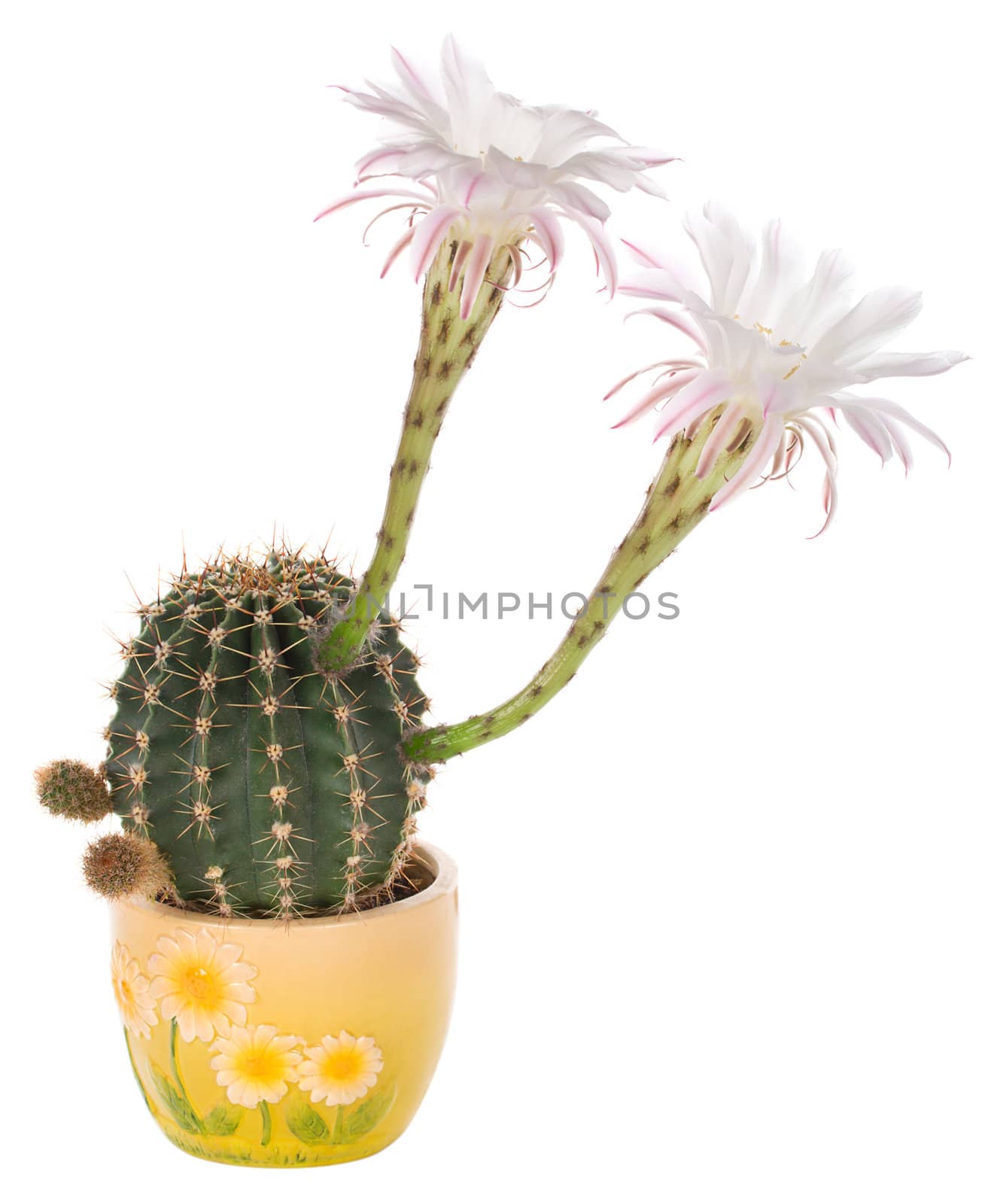 blossoming cactus with white flowers in pot, isolated on white