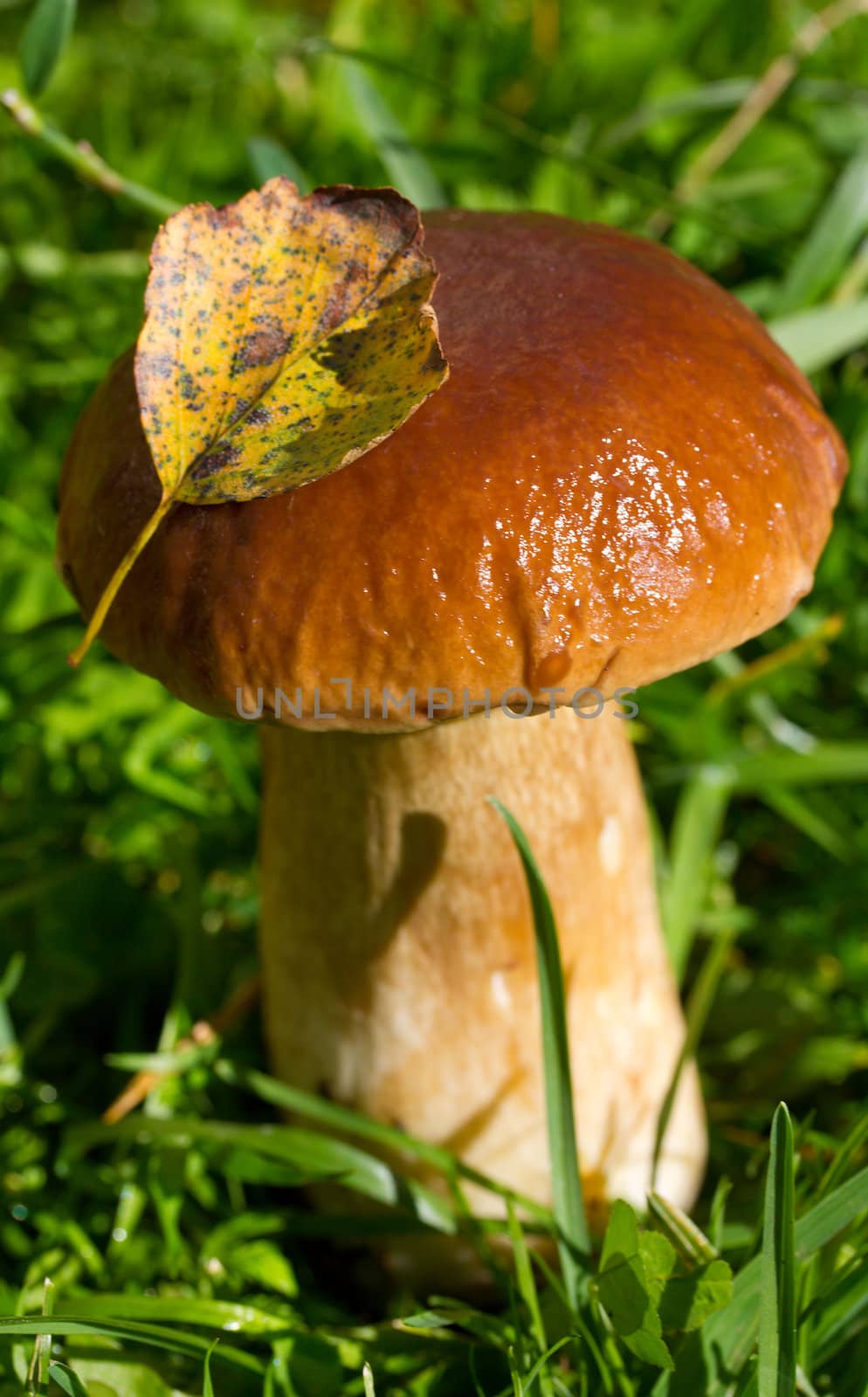 close-up boletus in forest