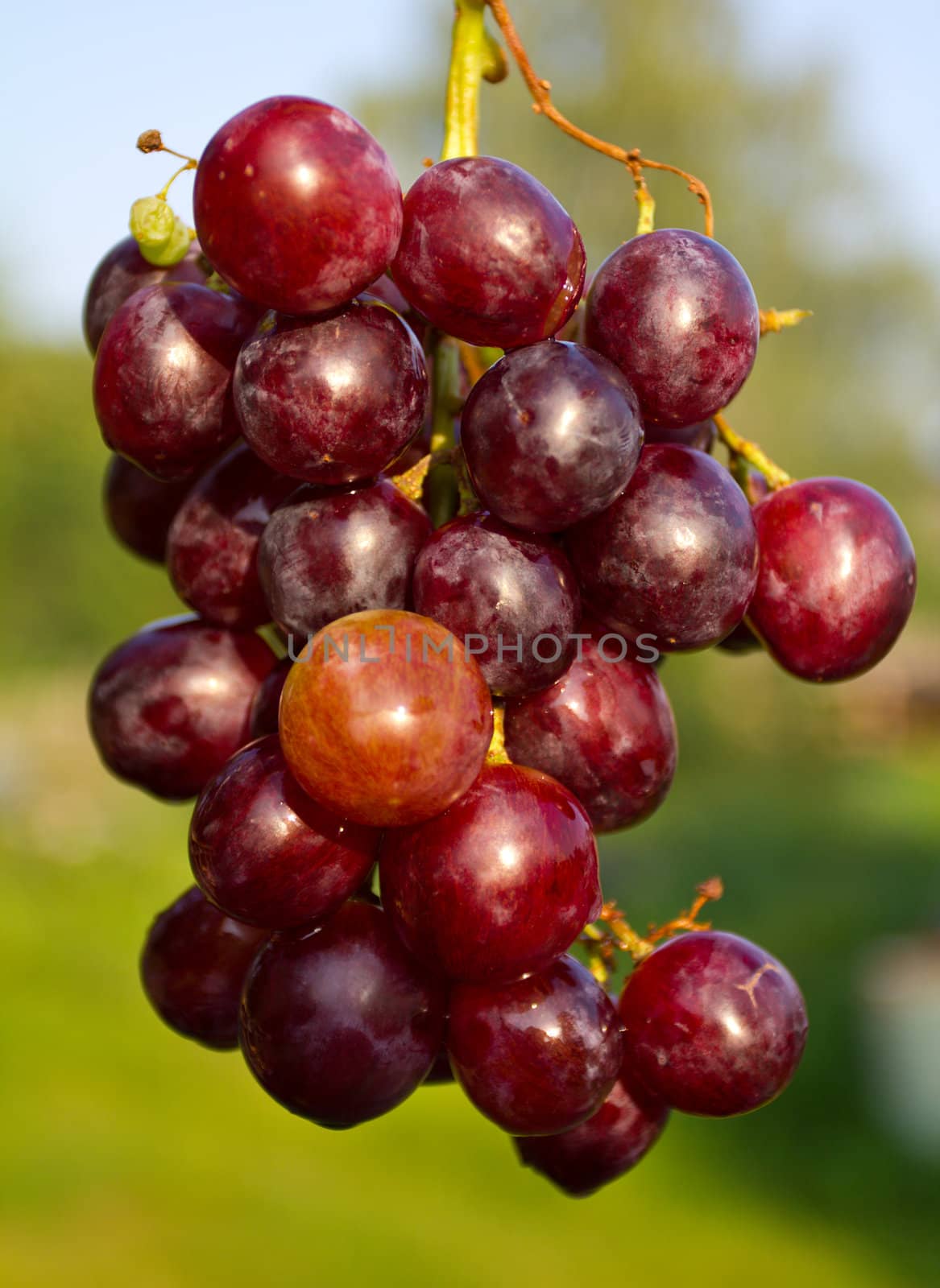 close-up branch of red ripe grapes on green grass background