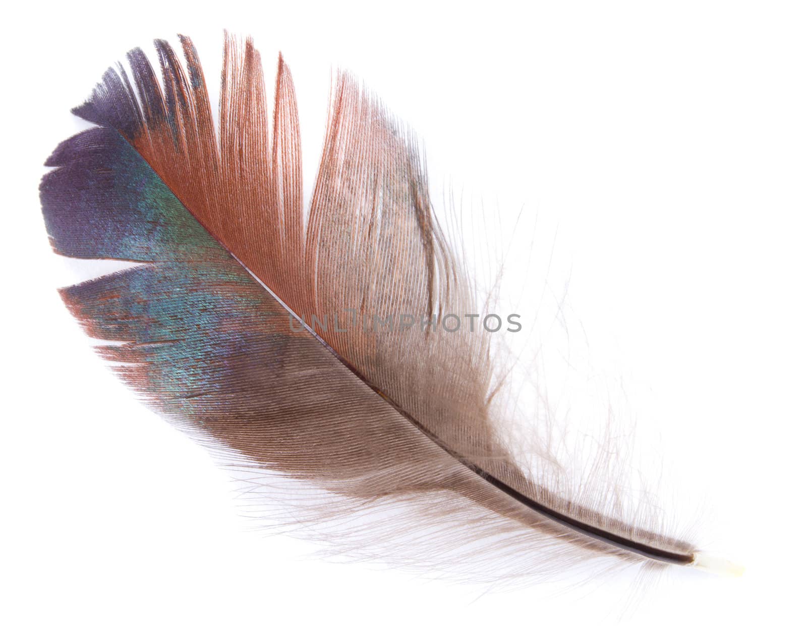 close-up brown feather, isolated on white