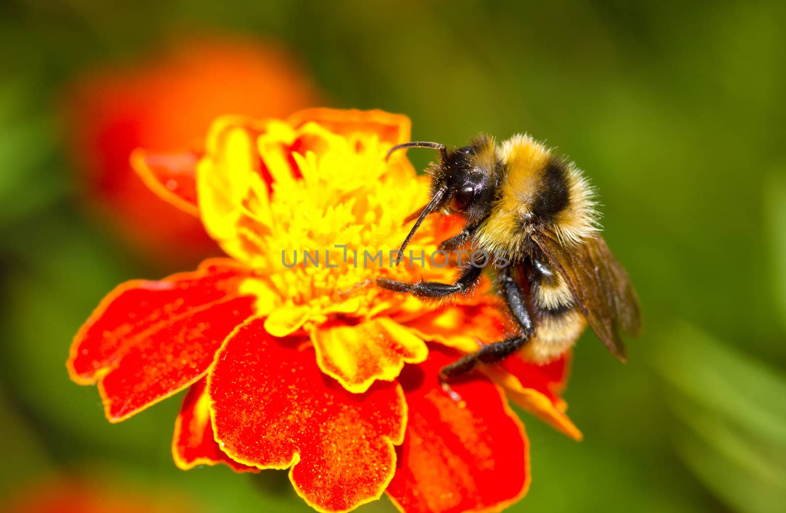 bumblebee on red flower over green grass