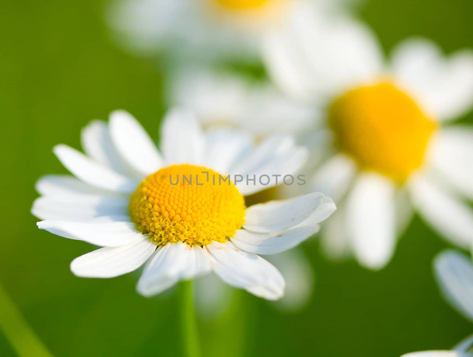 chamomile selective focus on meadow